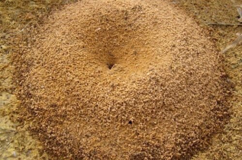 نقش مورچه در گنج و دفینه